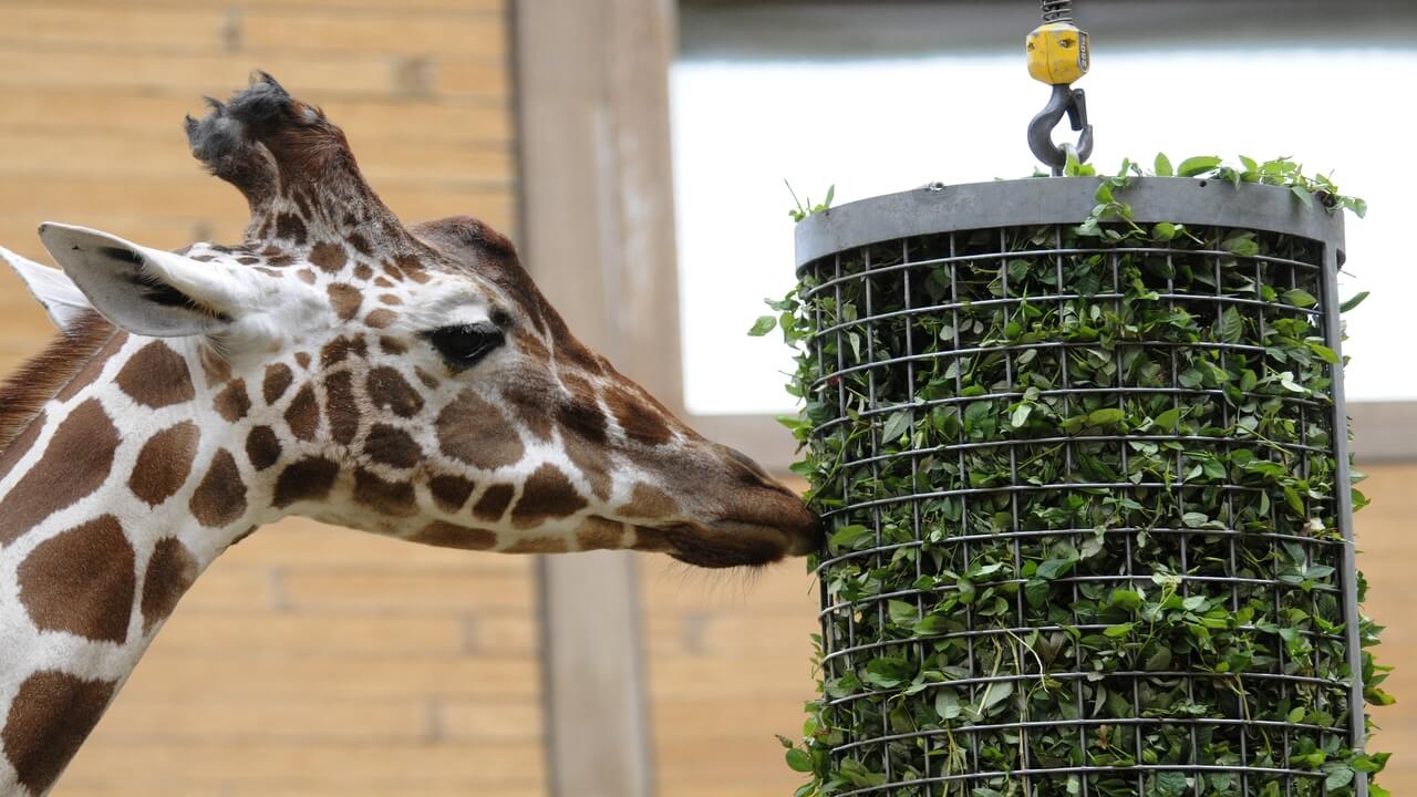 Giraffe die eet van de bladeren van de potrozen